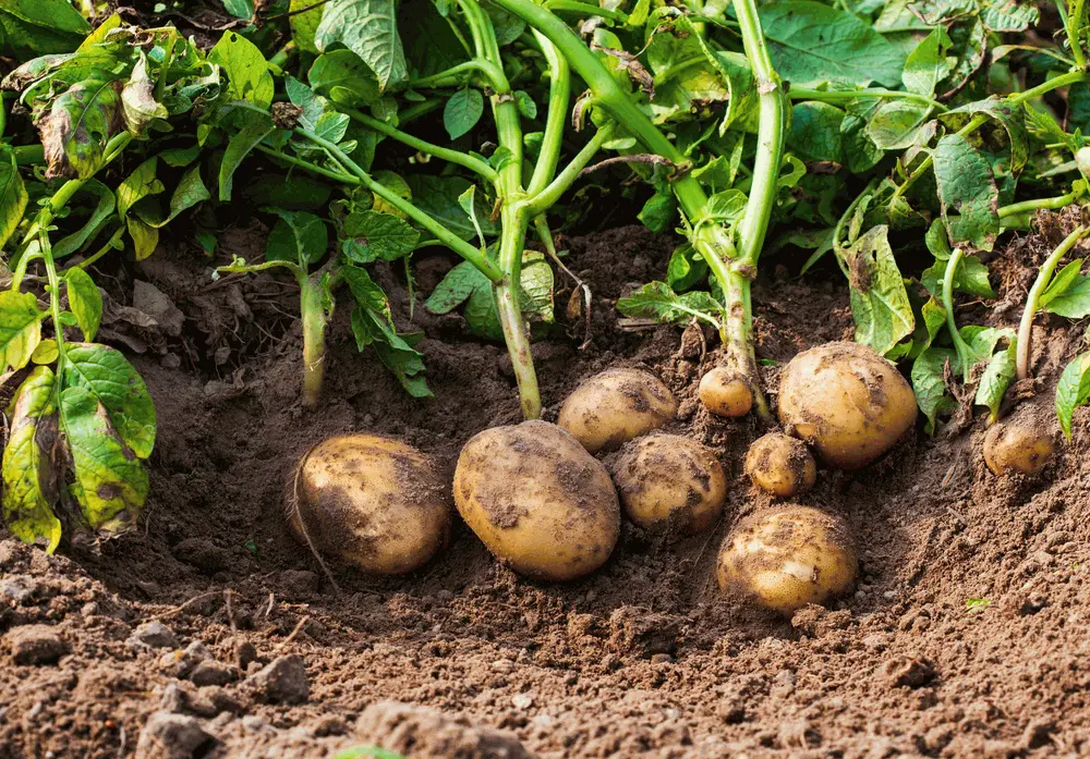 Processing potatoes before planting: instructions