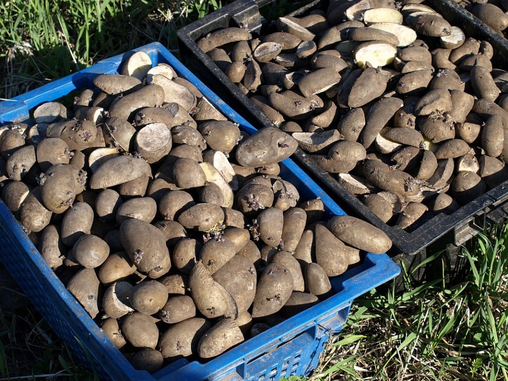 Processing potatoes before planting Taboo: instructions