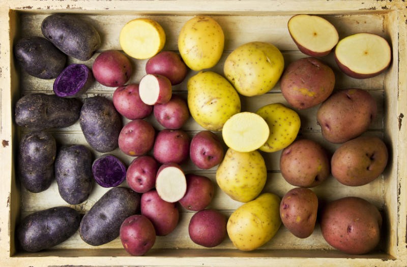 Processing potatoes before planting Taboo: instructions