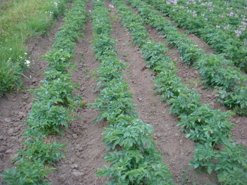 Processing potatoes before planting Taboo: instructions