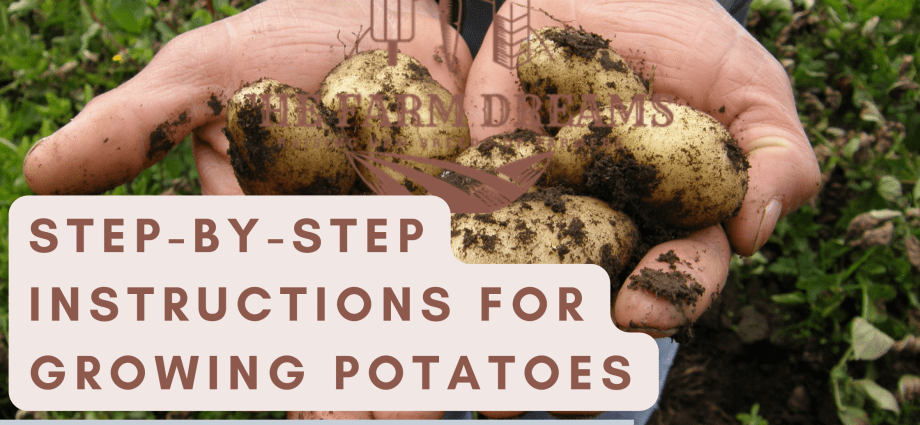 Processing potatoes before planting Taboo: instructions