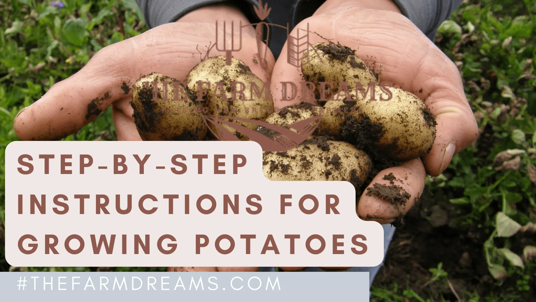 Processing potatoes before planting Taboo: instructions