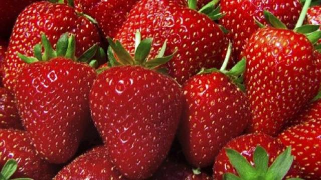 Processing strawberries with ammonia in the spring