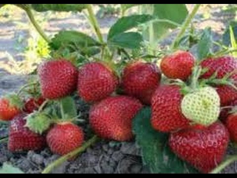 Processing strawberries with ammonia in the spring