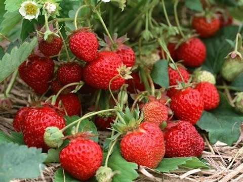 Processing strawberries with ammonia in the spring