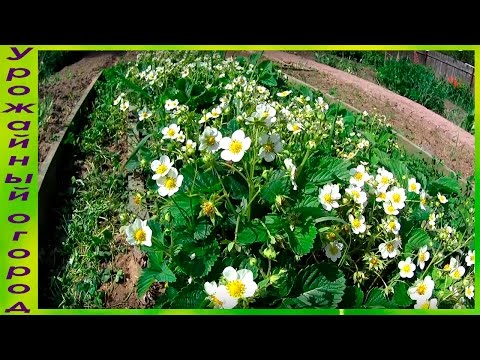 Processing strawberries with ammonia in the spring