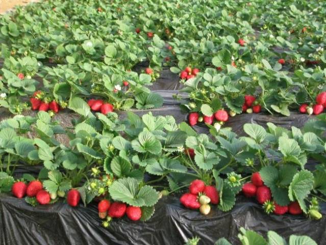 Processing strawberries with ammonia in the spring