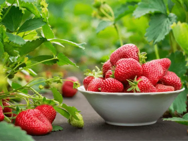 Processing strawberries with Bordeaux mixture: early spring, autumn, summer