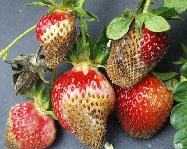 Processing strawberries with Bordeaux mixture: early spring, autumn, summer