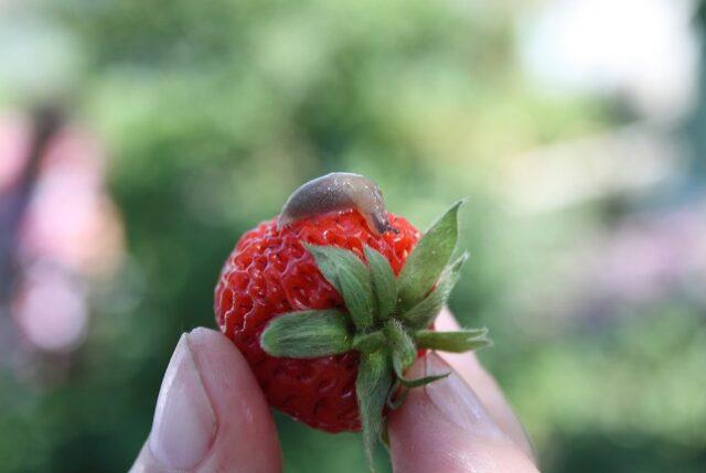 Processing strawberries with Fitoverm: during flowering, after harvest