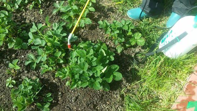 Processing strawberries with Fitoverm: during flowering, after harvest