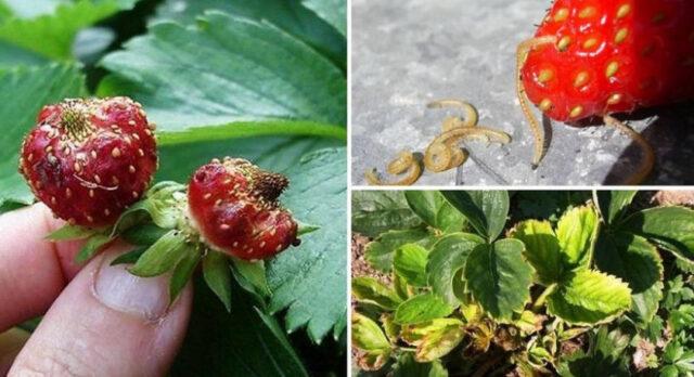 Processing strawberries with Fitoverm: during flowering, after harvest