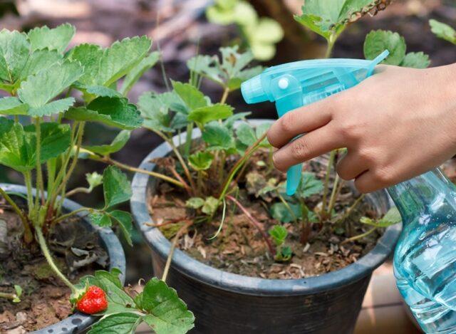 Processing strawberries with Karbofos: in spring, autumn, after harvest