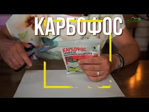Processing strawberries with Karbofos: in spring, autumn, after harvest