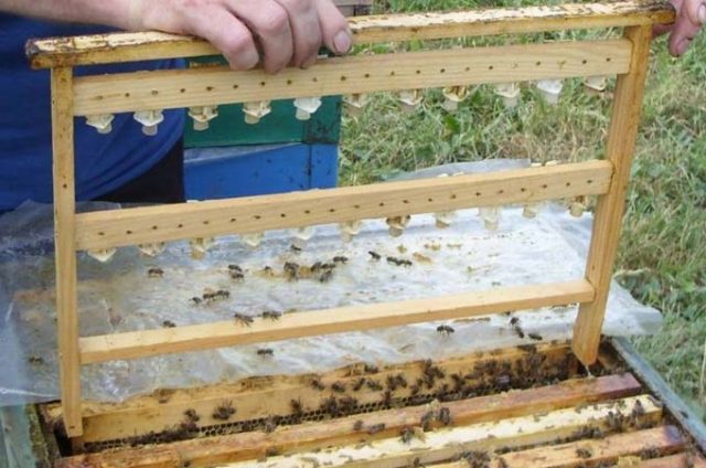 Production of frames for beehives