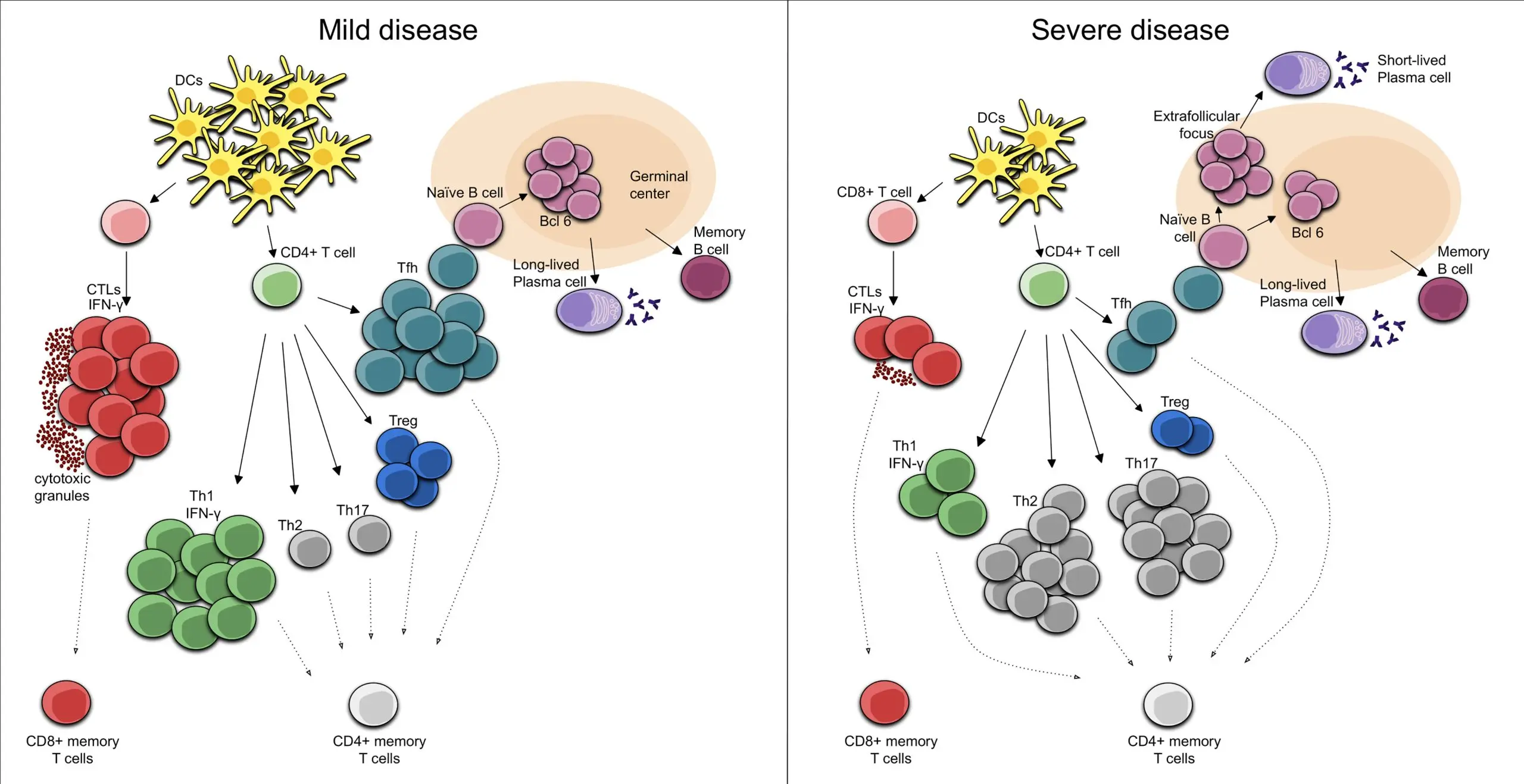 Prof. Flisiak: the peak of infections will spread throughout December