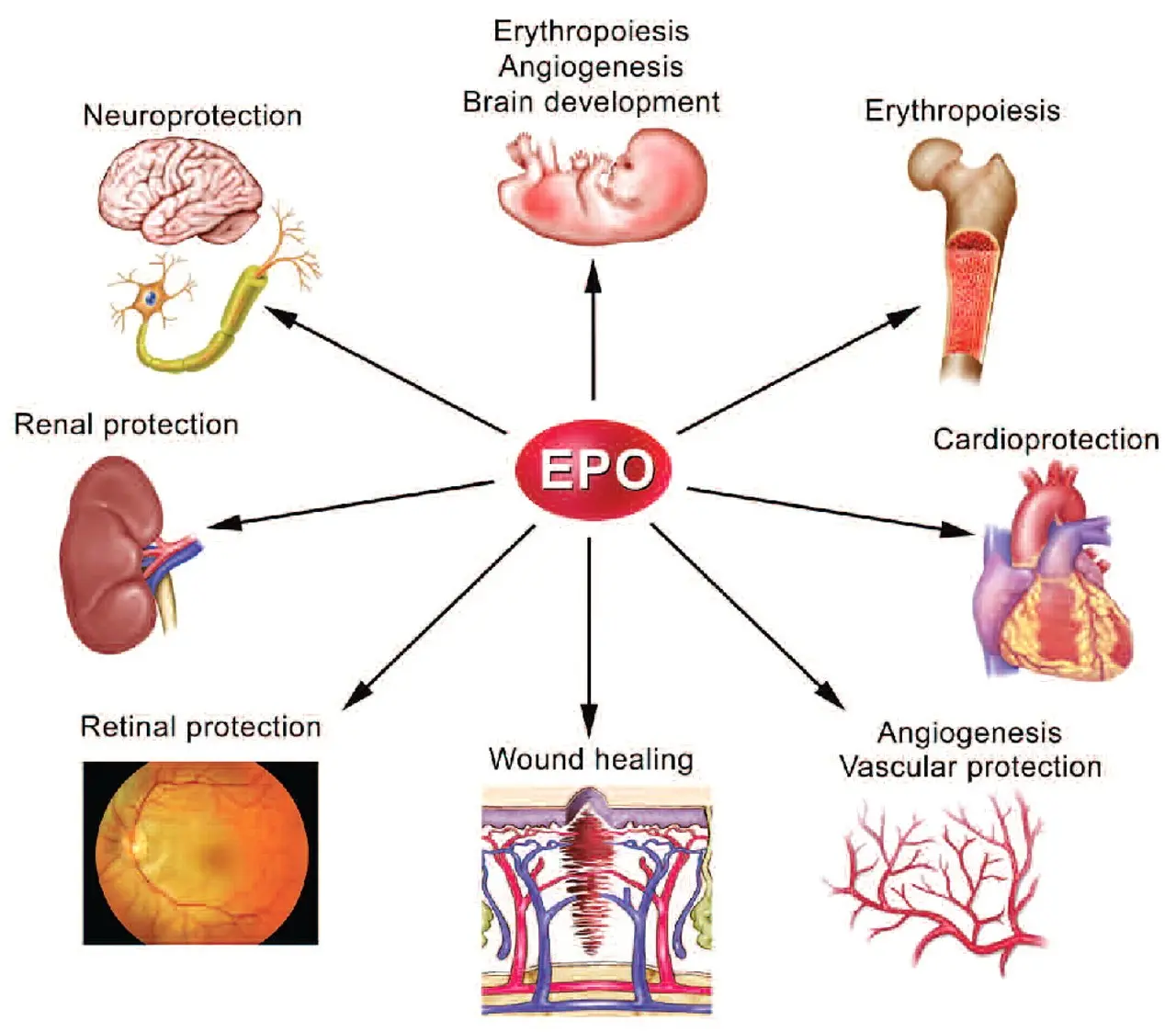 Prof. Smorawiński: erythropoietin is not used unconsciously