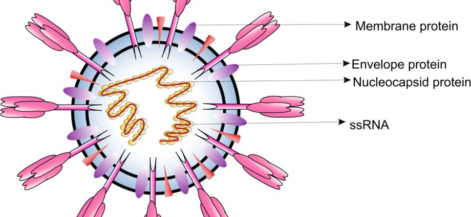 Prof. Wysocki: Infectious diseases were, are and will be. Therefore, we should all get vaccinated