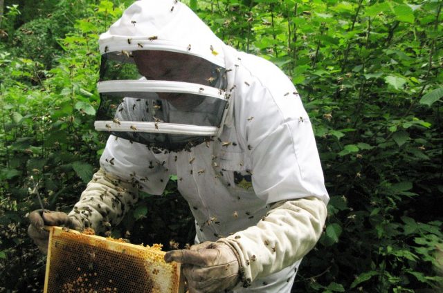 Profession beekeeper