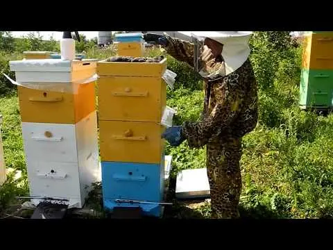 Profession beekeeper