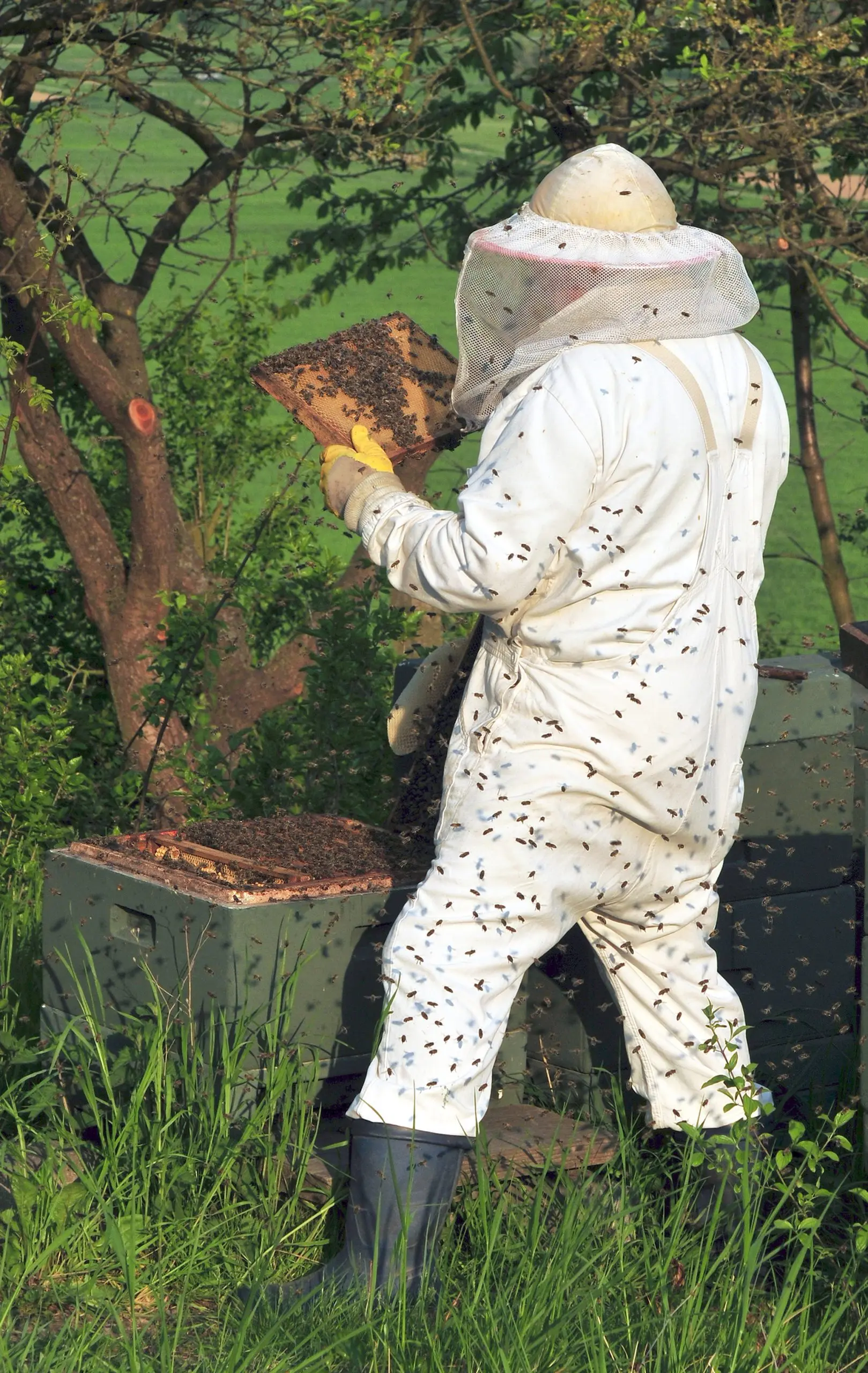 Profession &#8220;beekeeper&#8221;