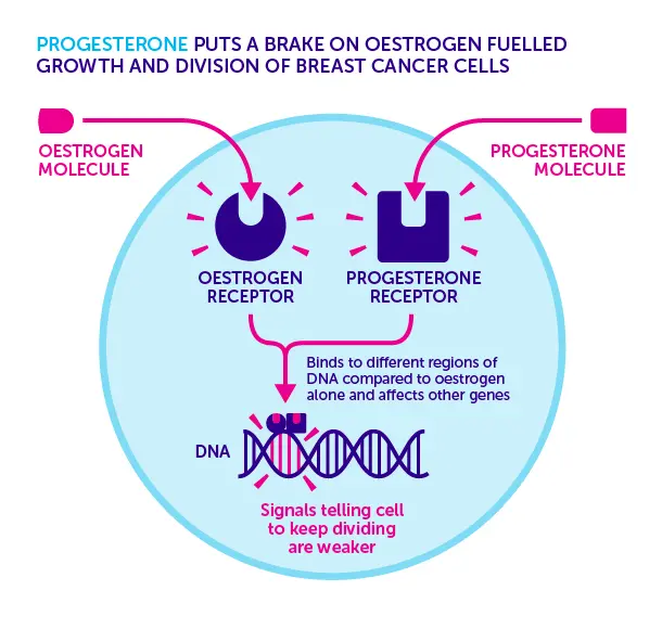 Progesterone can extend the life of one in two women with breast cancer