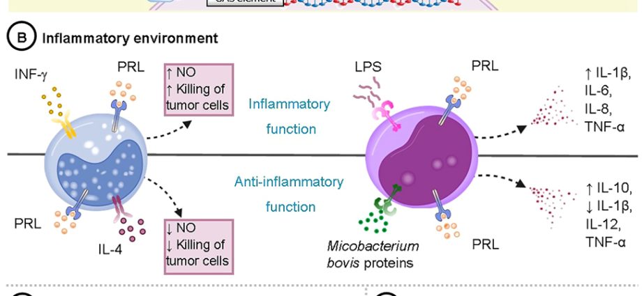 Prolactin &#8211; role, norms. Symptoms of increased prolactin