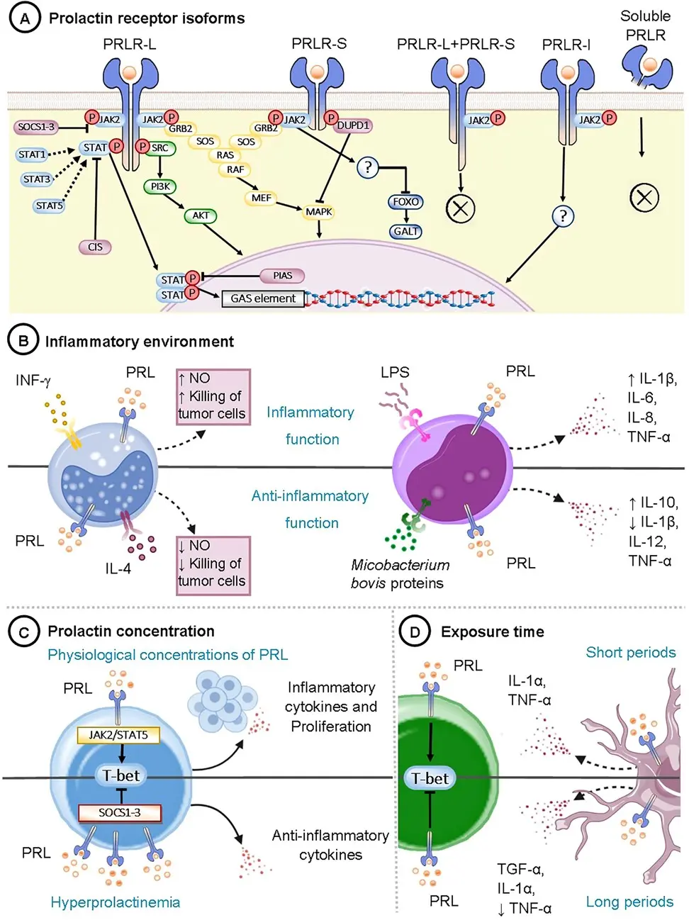 Prolactin &#8211; role, norms. Symptoms of increased prolactin