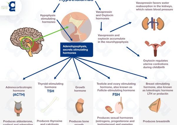 Prolactiv on the digestive system. When is it worth using Prolactiv?