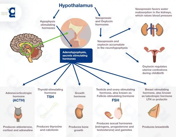 Prolactiv on the digestive system. When is it worth using Prolactiv?