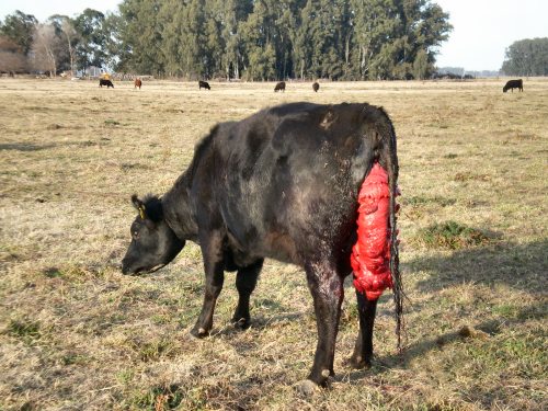 Prolapse of the uterus in a cow before and after calving - prevention, treatment