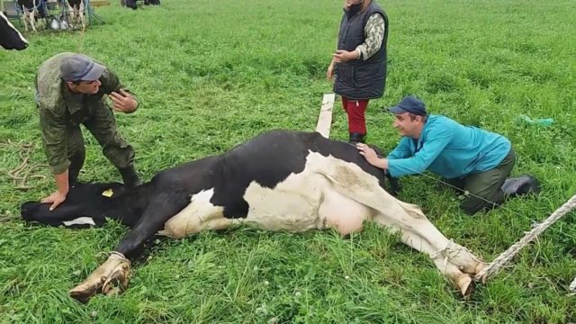 Prolapse of the uterus in a cow before and after calving - prevention, treatment