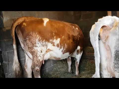 Prolapse of the uterus in a cow before and after calving - prevention, treatment