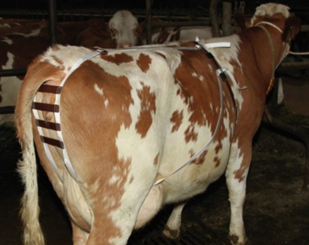 Prolapse of the uterus in a cow before and after calving - prevention, treatment