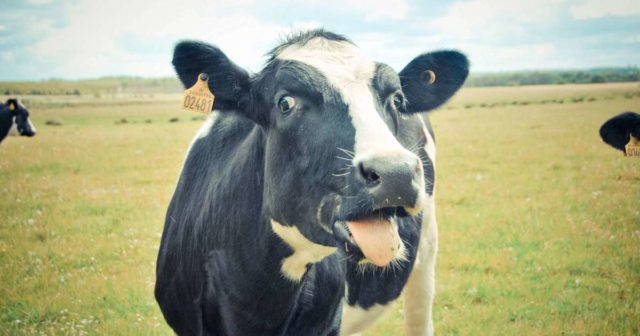 Prolapse of the uterus in a cow before and after calving - prevention, treatment