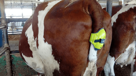 Prolapse of the uterus in a cow before and after calving &#8211; prevention, treatment