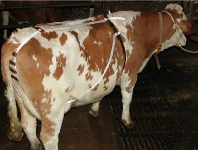 Prolapse of the uterus in a cow before and after calving: treatment, what to do