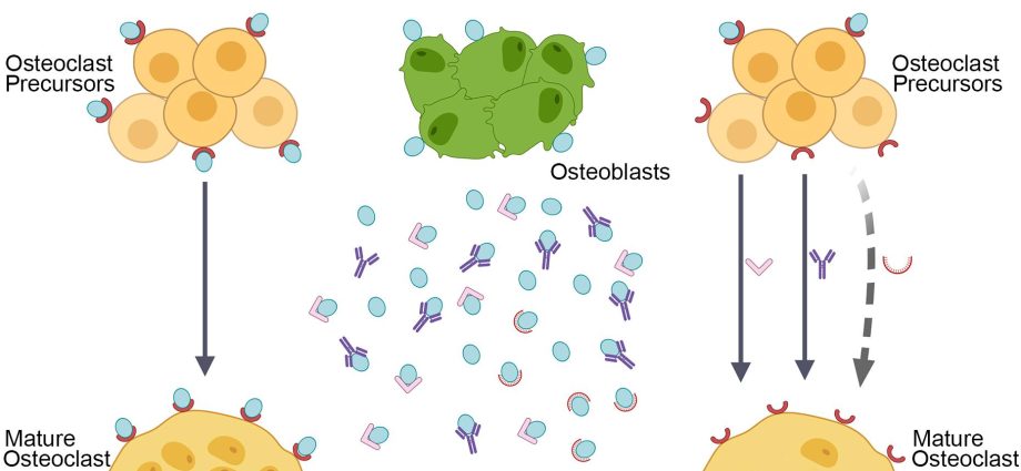 Prolia for osteoporosis &#8211; indications, method of use, action and side effects