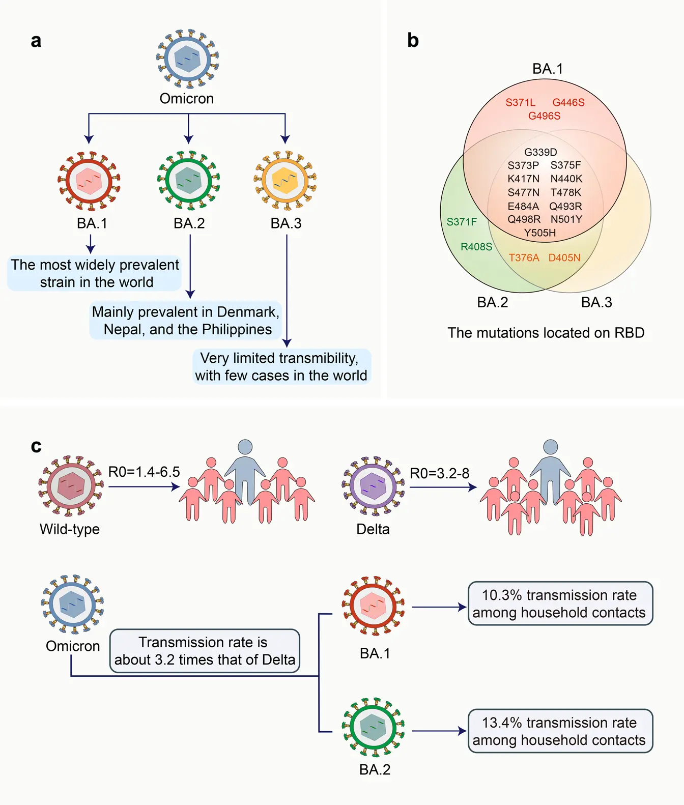 Promising drug results for COVID-19. It is to neutralize the Omikron BA.2 version