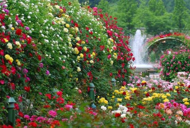 Propagation of climbing roses by cuttings 