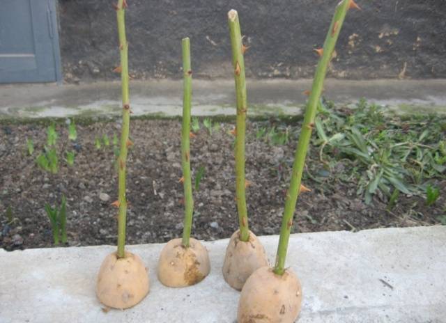 Propagation of climbing roses by cuttings 