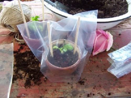 Propagation of climbing roses by cuttings 