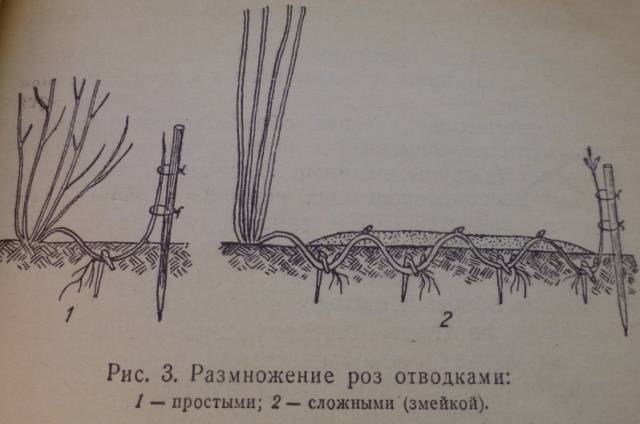 Propagation of climbing roses by cuttings 