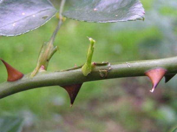 Propagation of climbing roses by cuttings 