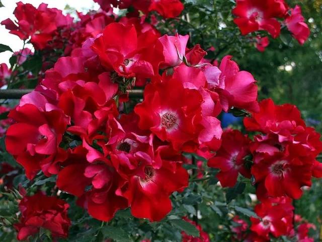 Propagation of climbing roses by cuttings 