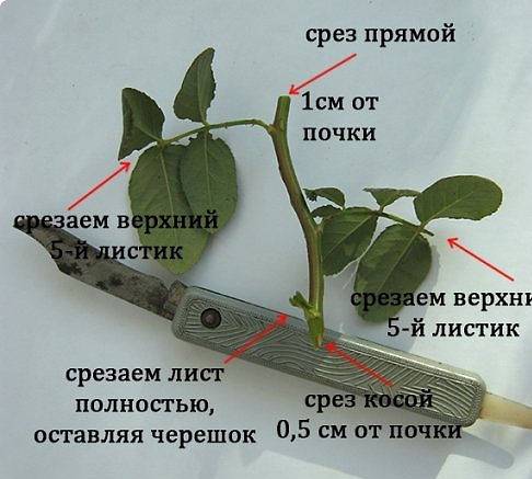 Propagation of climbing roses by cuttings 