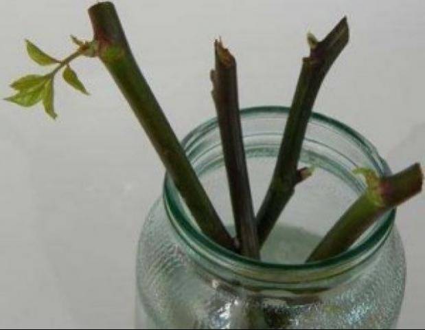 Propagation of climbing roses by cuttings 