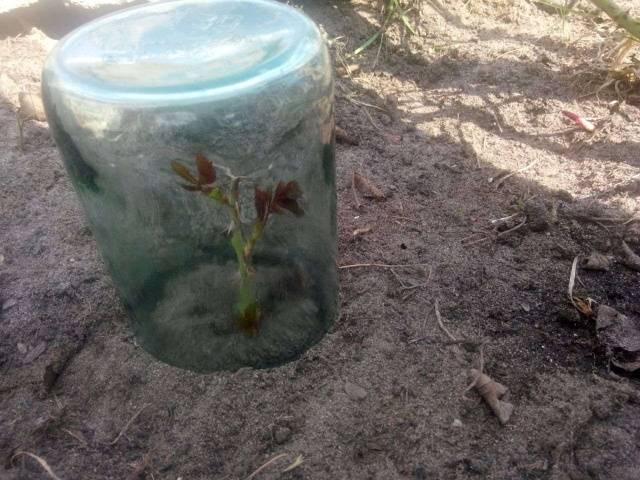 Propagation of climbing roses by cuttings 