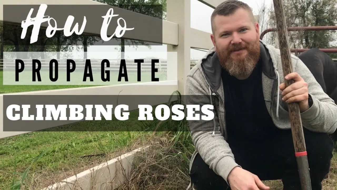 Propagation of climbing roses by cuttings 