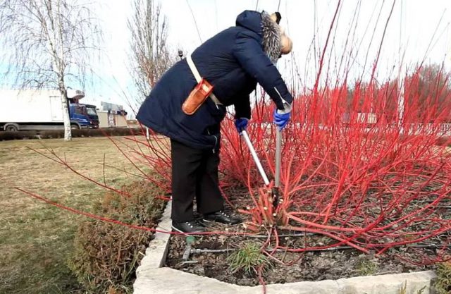 Propagation of deren by cuttings in spring, planting and care